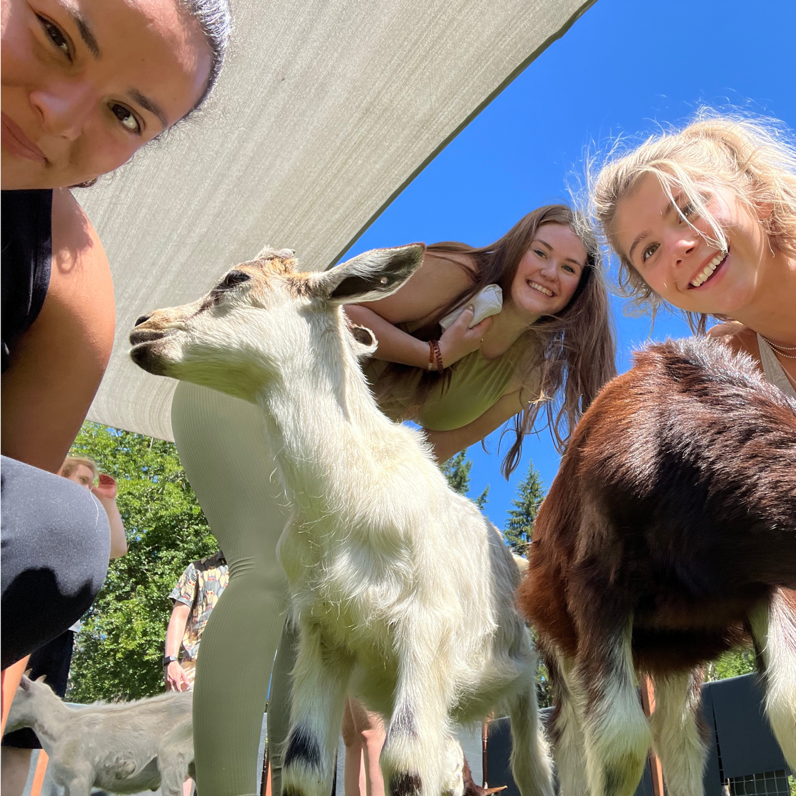 Goat Yoga at Stone City Farm in Tenino, WA